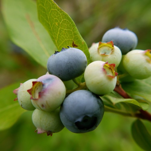 Dark-blue-off-white fruits with green leaves, yellow petiole and brown stem.