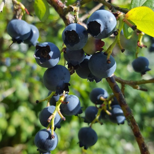blue fruits with lime leaves on lime petioles and brown branches