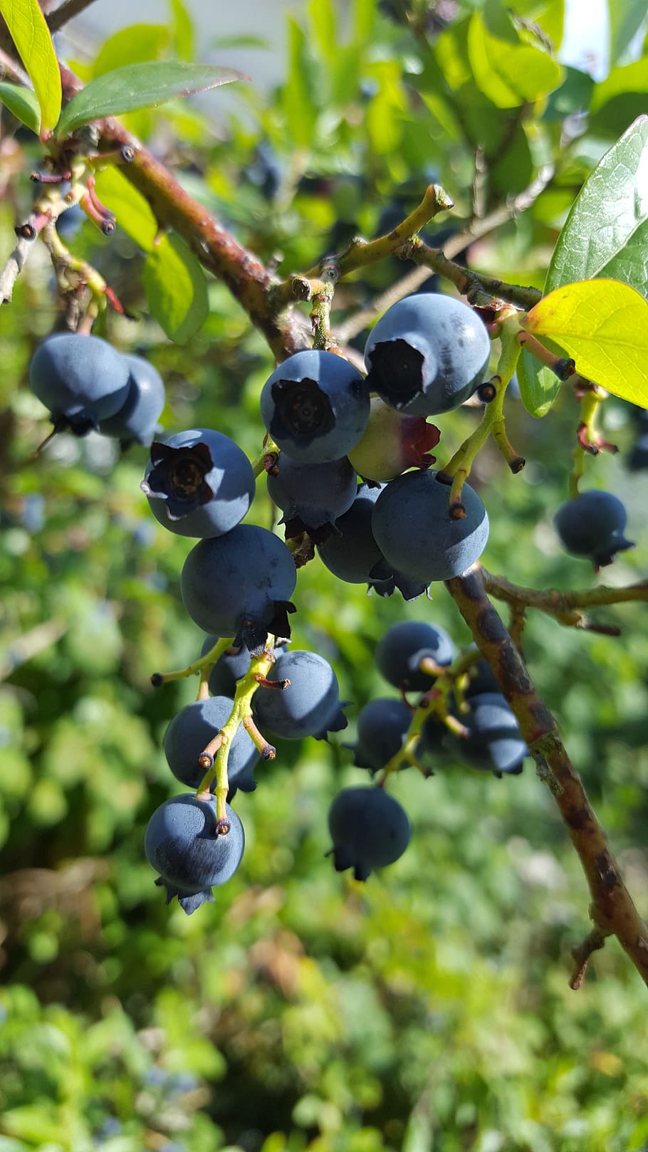 blue fruits with lime leaves on lime petioles and brown branches