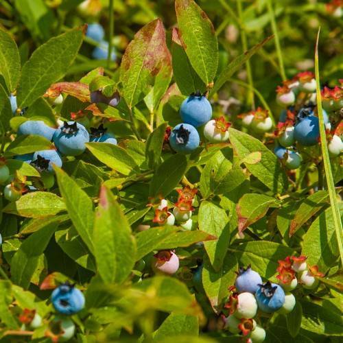 Blue-off-white-red fruits with green leaves, yellow petiole, midribs and veins.
