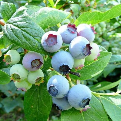 blue-lime fruits with green leaves and yellow stems