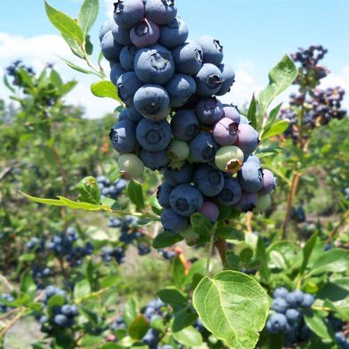 Dark-blue fruits with green leaves, light-brown stem, yellow petiole, midribs and veins.