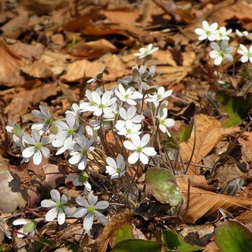 Beautiful tiny white flowers, yellow-green center, and round green leaves on brown stems.