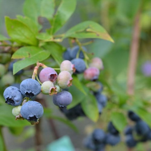 blue-pink fruits with green leaves on lime-yellow stems