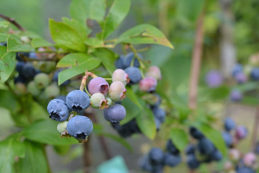 blue-pink fruits with green leaves on lime-yellow stems
