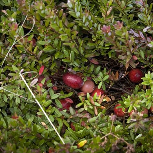 red-pink fruits with lime-red foliage and brown stems