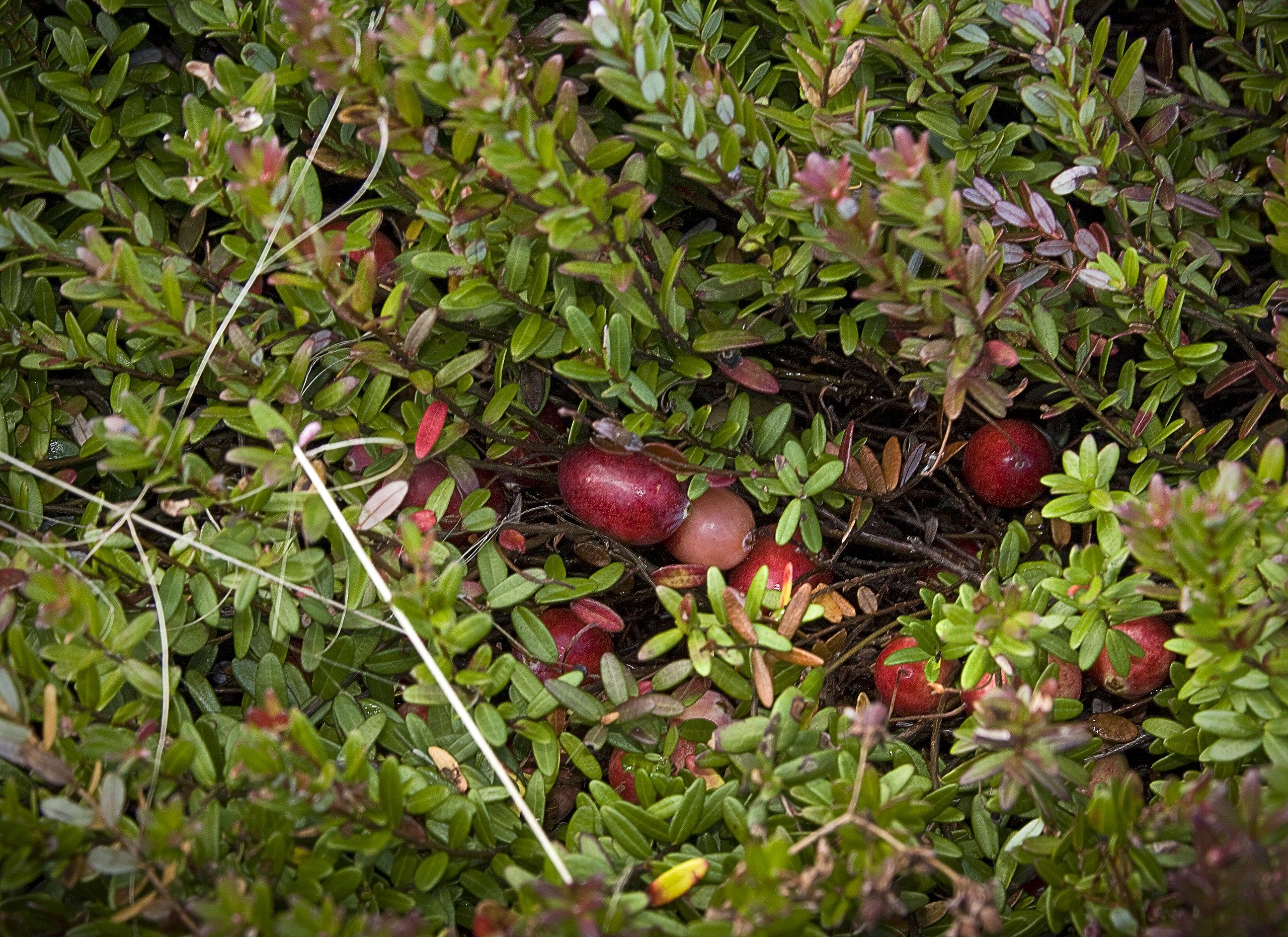 red-pink fruits with lime-red foliage and brown stems