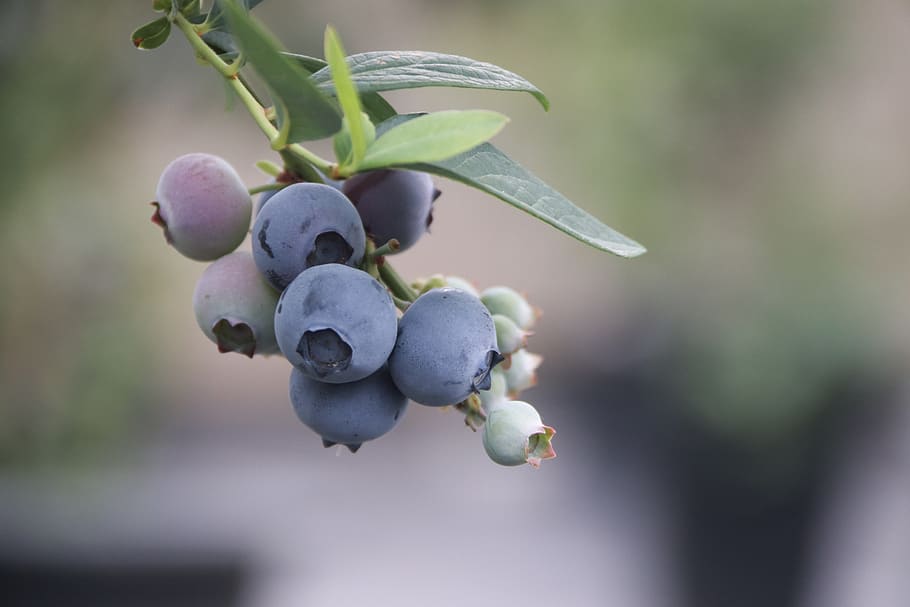 blue-white fruits with lime-green leaves on lime stems
