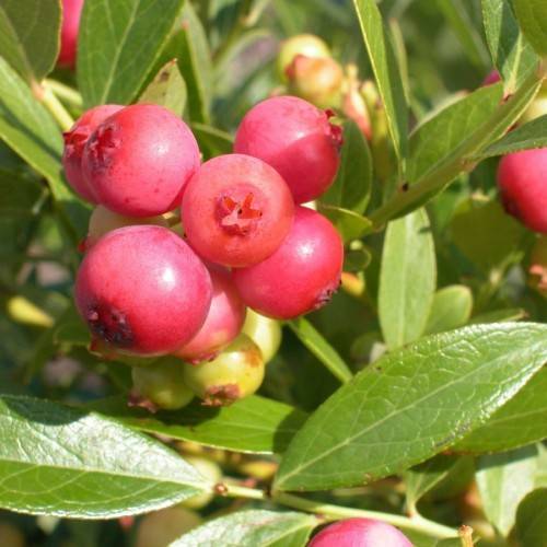 red-lime fruits with green leaves and lime-yellow stems