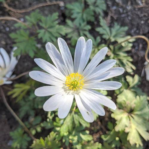 Beautiful white flower, growing low to the ground on a thin green stem with green leaves.