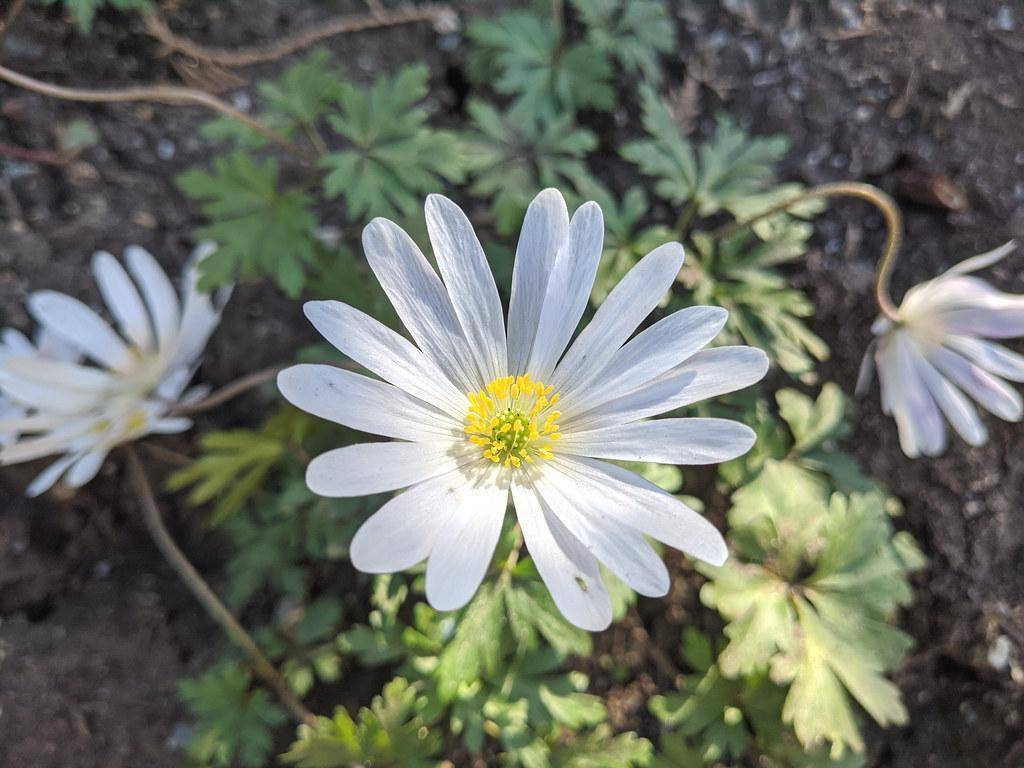 Beautiful white flower, growing low to the ground on a thin green stem with green leaves.