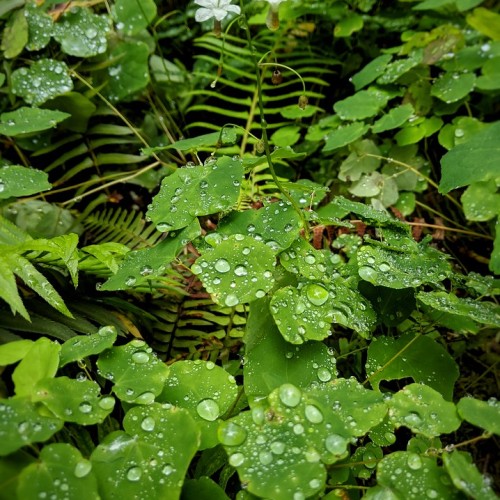 lime-green foliage and stems