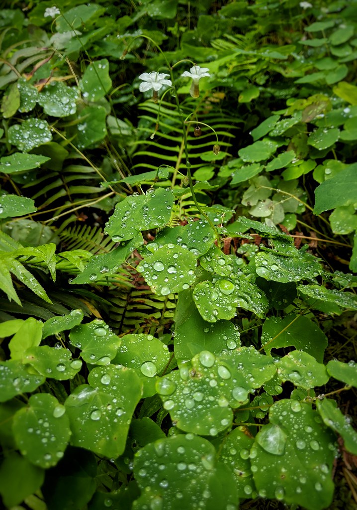 lime-green foliage and stems