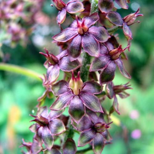 purple-green flowers with pink-yellow pistils and green stems