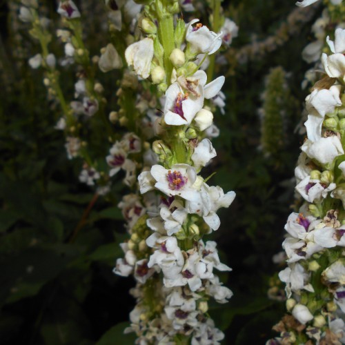 white flowers with purple filaments, orange anthers, cream buds, lime sepals and stems