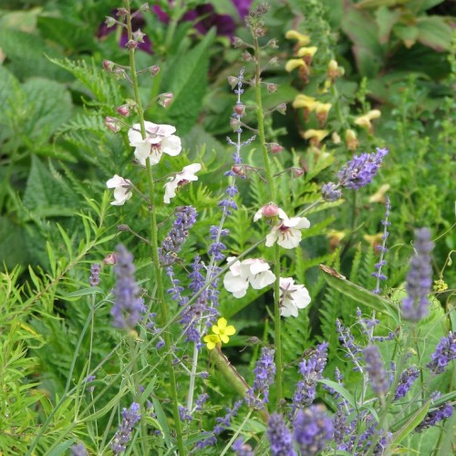 white-violet flowers with pink buds, lime leaves and stems