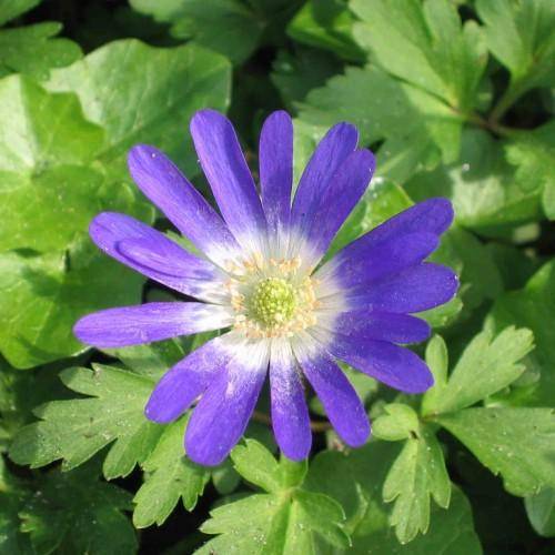 Violet-white flower on top of green leaves with green stems.