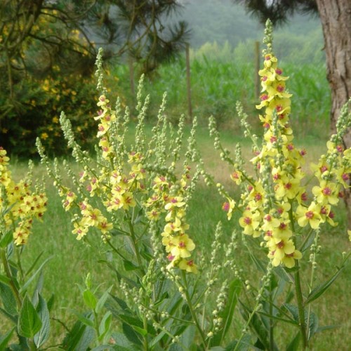 yellow flowers with pink center, light-green buds, green leaves and stems