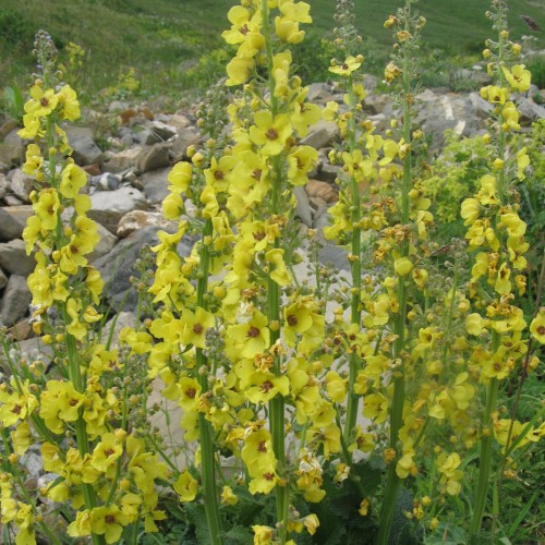 yellow flowers with pink center, yellow-green buds, green leaves and stems