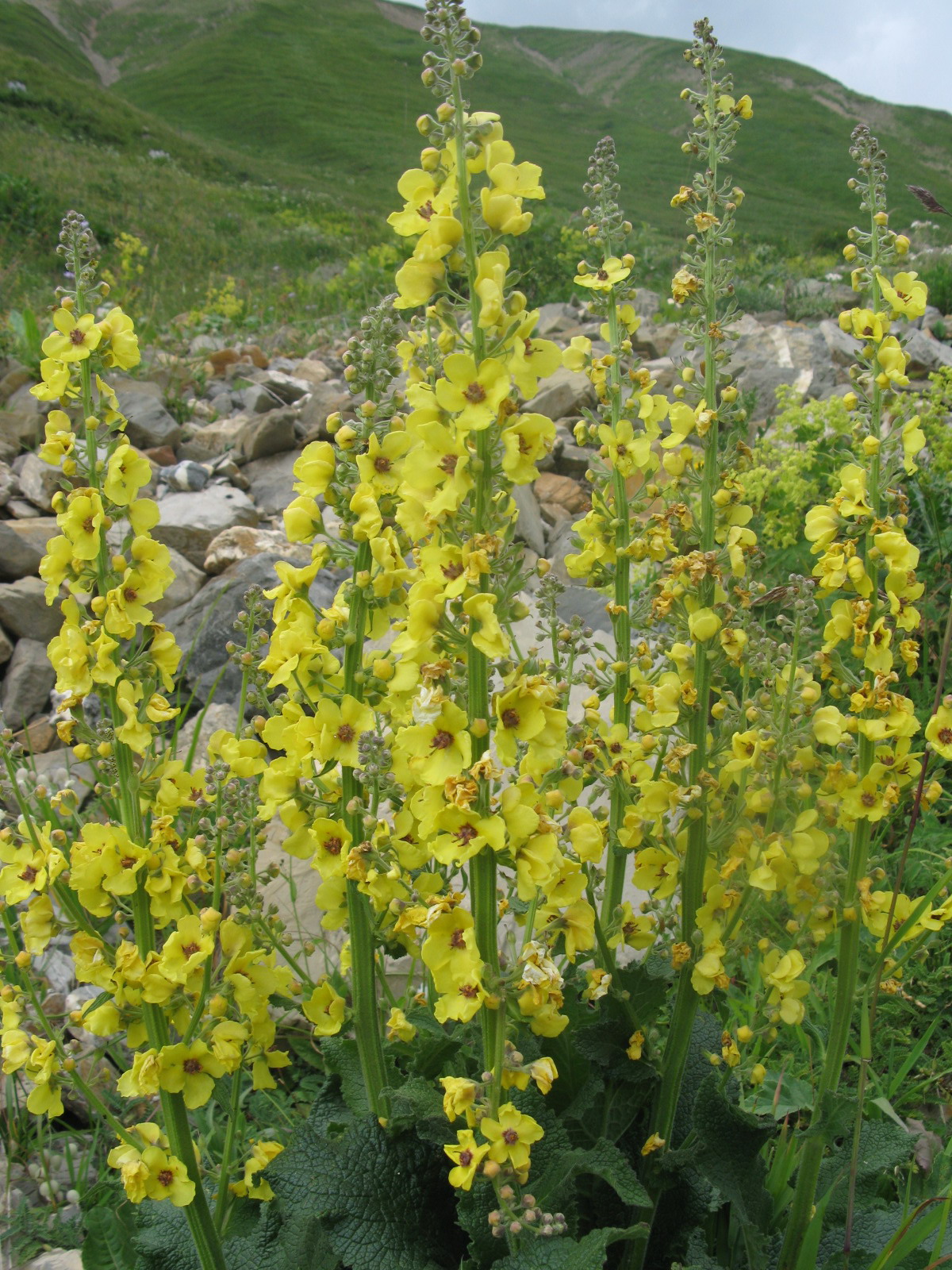 yellow flowers with pink center, yellow-green buds, green leaves and stems
