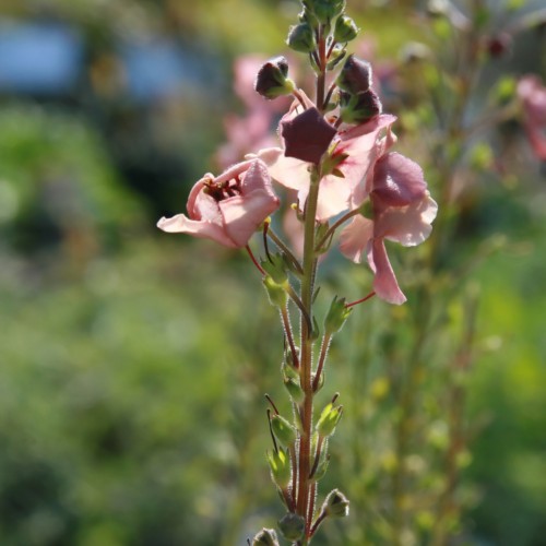 pink flowers with dark-pink stamens, purple-green buds, lime sepals and green-brown stem
