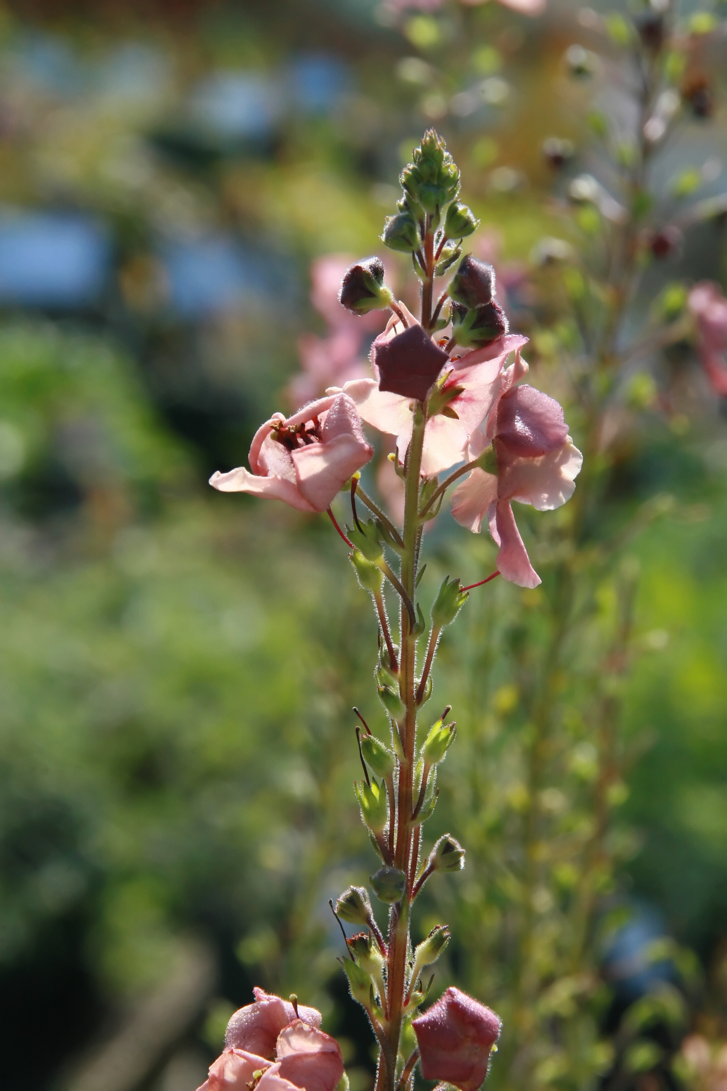 pink flowers with dark-pink stamens, purple-green buds, lime sepals and green-brown stem
