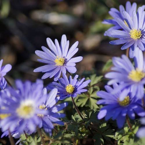 light-blue flowers with yellow center, green leaves and brown stems