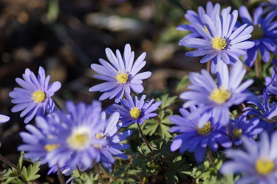 light-blue flowers with yellow center, green leaves and brown stems