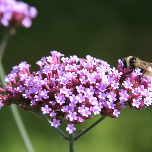 light-purple flowers with magenta-burgundy petioles and gray-green stems