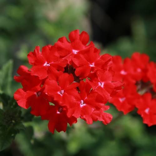bright-red flowers with light-pink center, green leaves and stems