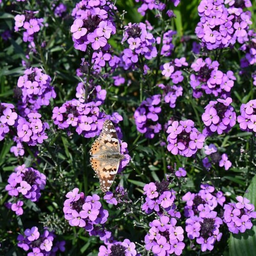 light-purple flowers with yellow center, dark-purple buds, dark-green leaves and stems