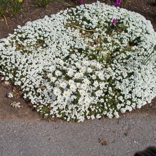 A huge cache of white flowers with yellow pistils growing along green leaves on green stems.