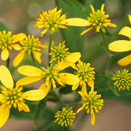 gold flowers with gold-green buds, green leaves and stems