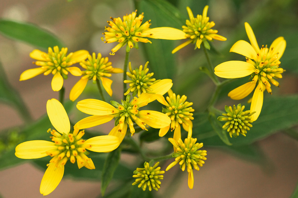 gold flowers with gold-green buds, green leaves and stems