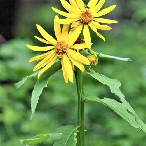 yellow flowers with yellow-brown center, green leaves and stems