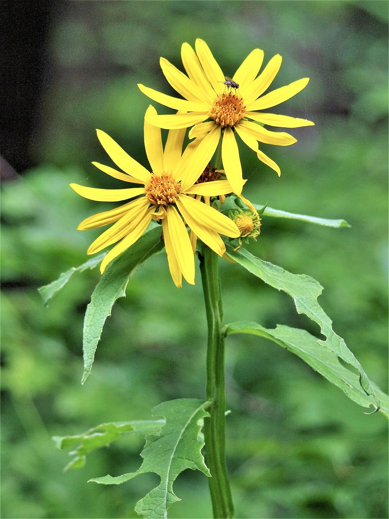 yellow flowers with yellow-brown center, green leaves and stems