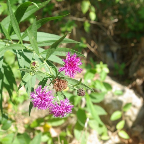 pink-purple flowers with brown-purple buds, green leaves and stems