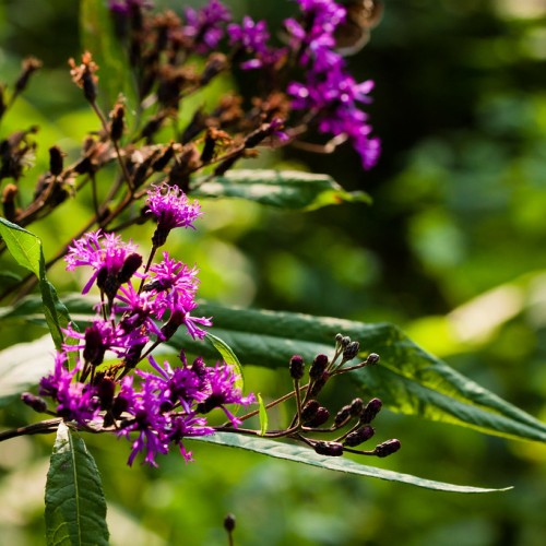 purple-pink flowers with brown buds, stems and green leaves