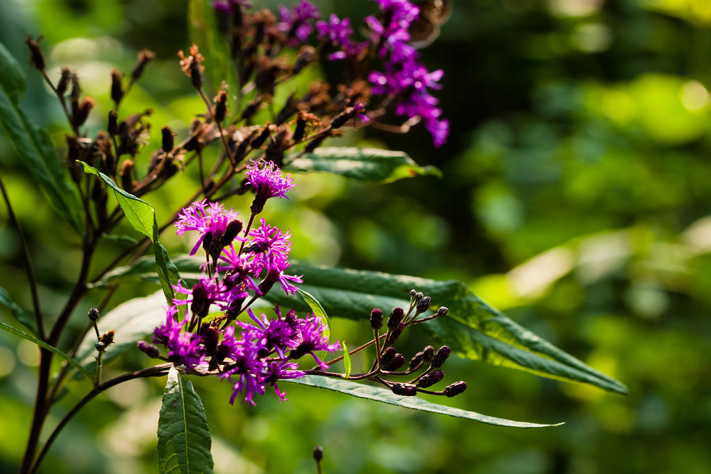 purple-pink flowers with brown buds, stems and green leaves