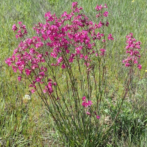 pink flowers with green leaves and brown-green stems