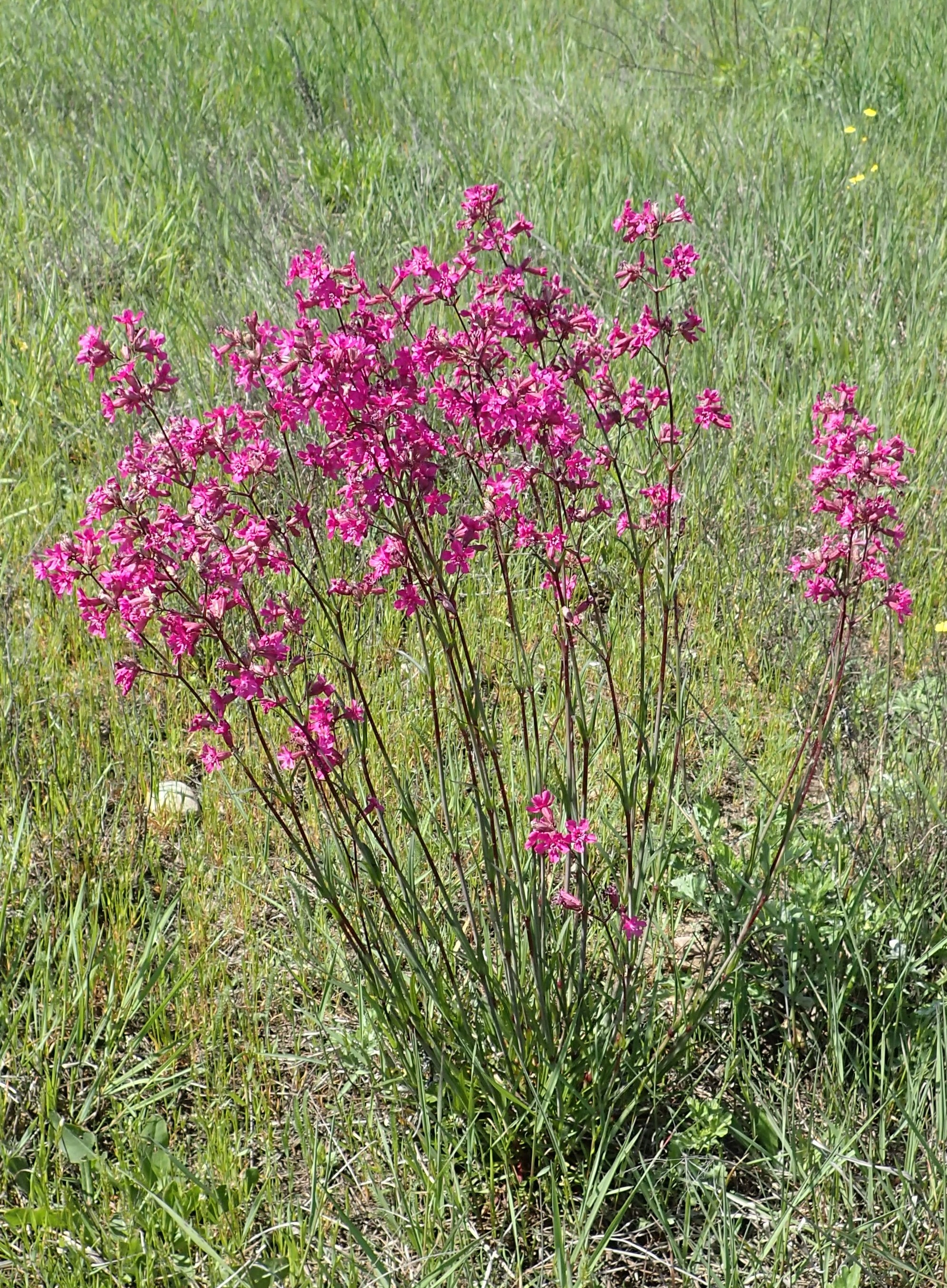 pink flowers with green leaves and brown-green stems
