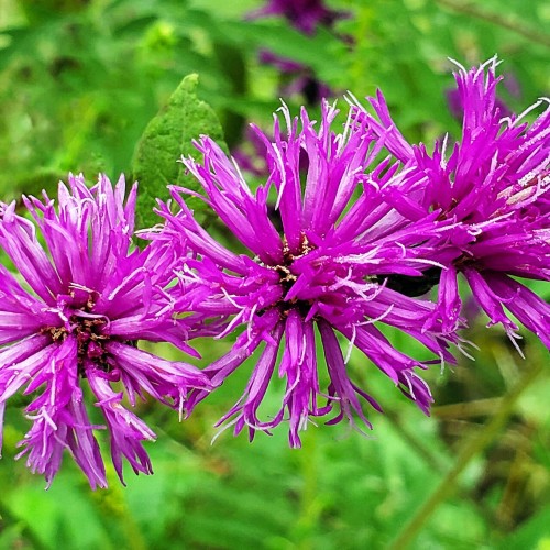 magenta-white flowers with lime leaves and light-green stem