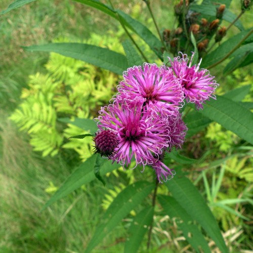 magenta-white flowers with maroon bud, green leaves and brown-green stems