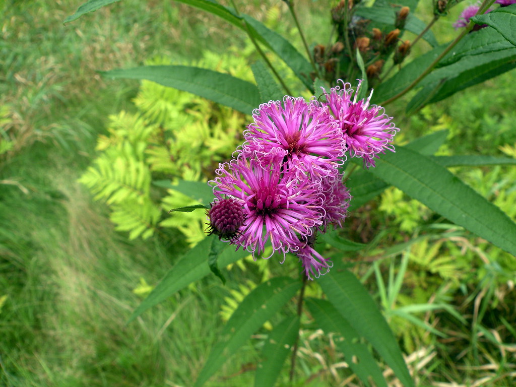 magenta-white flowers with maroon bud, green leaves and brown-green stems