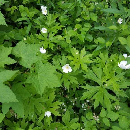 Lush green leaves with green stems and white flowers.