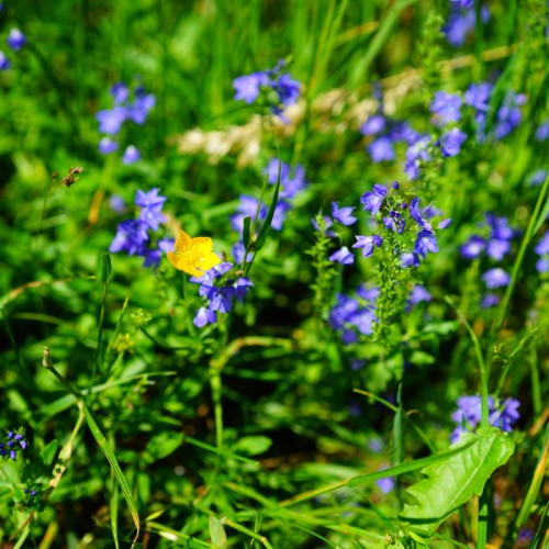 blue-yellow flowers with green leaves and stems