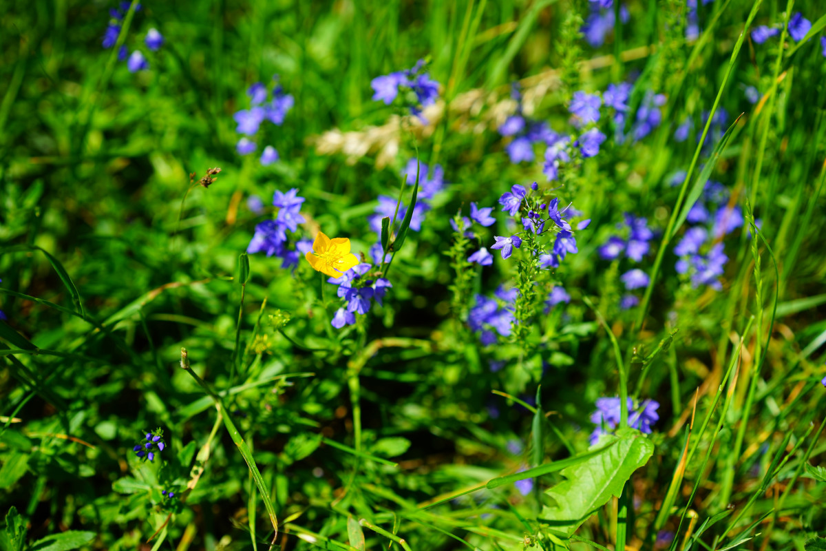 blue-yellow flowers with green leaves and stems