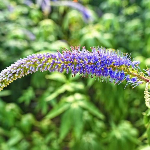 blue-pink flowers with light-blue buds with beige-pink stem