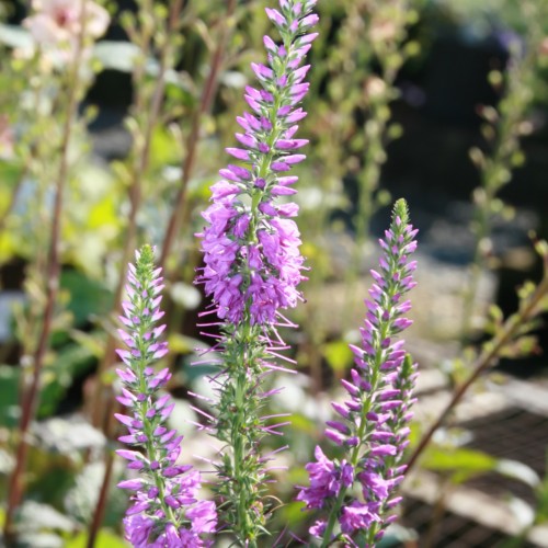 magenta flowers and buds with green foliage and stems