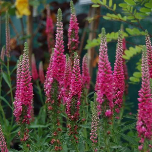 pink-green flowers with green leaves and green stems